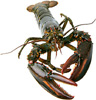 Click to read more about Maine Lobster